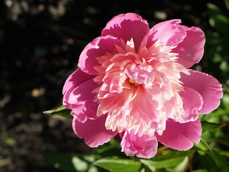Pink peony in sunlight