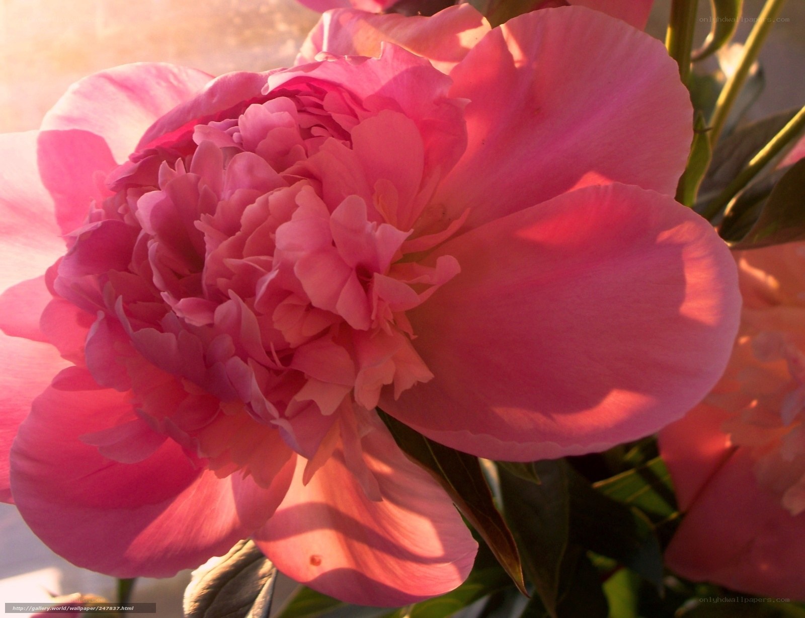 Pink peony in sunlight