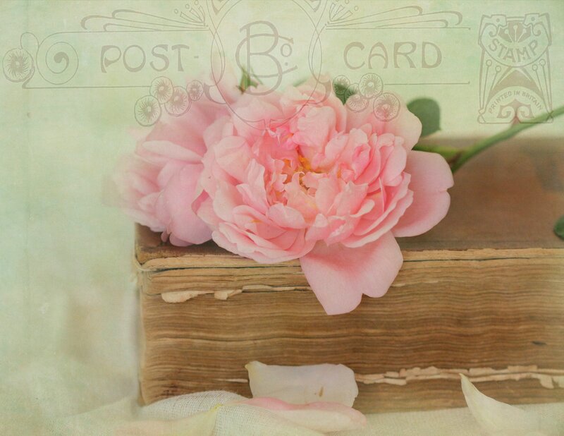 Pink Peony on Book — Serene