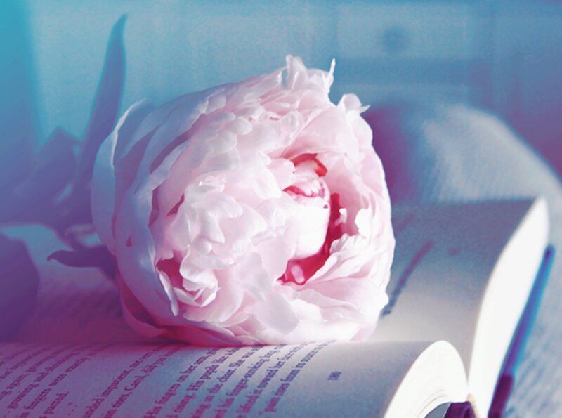Pink Peony on Book