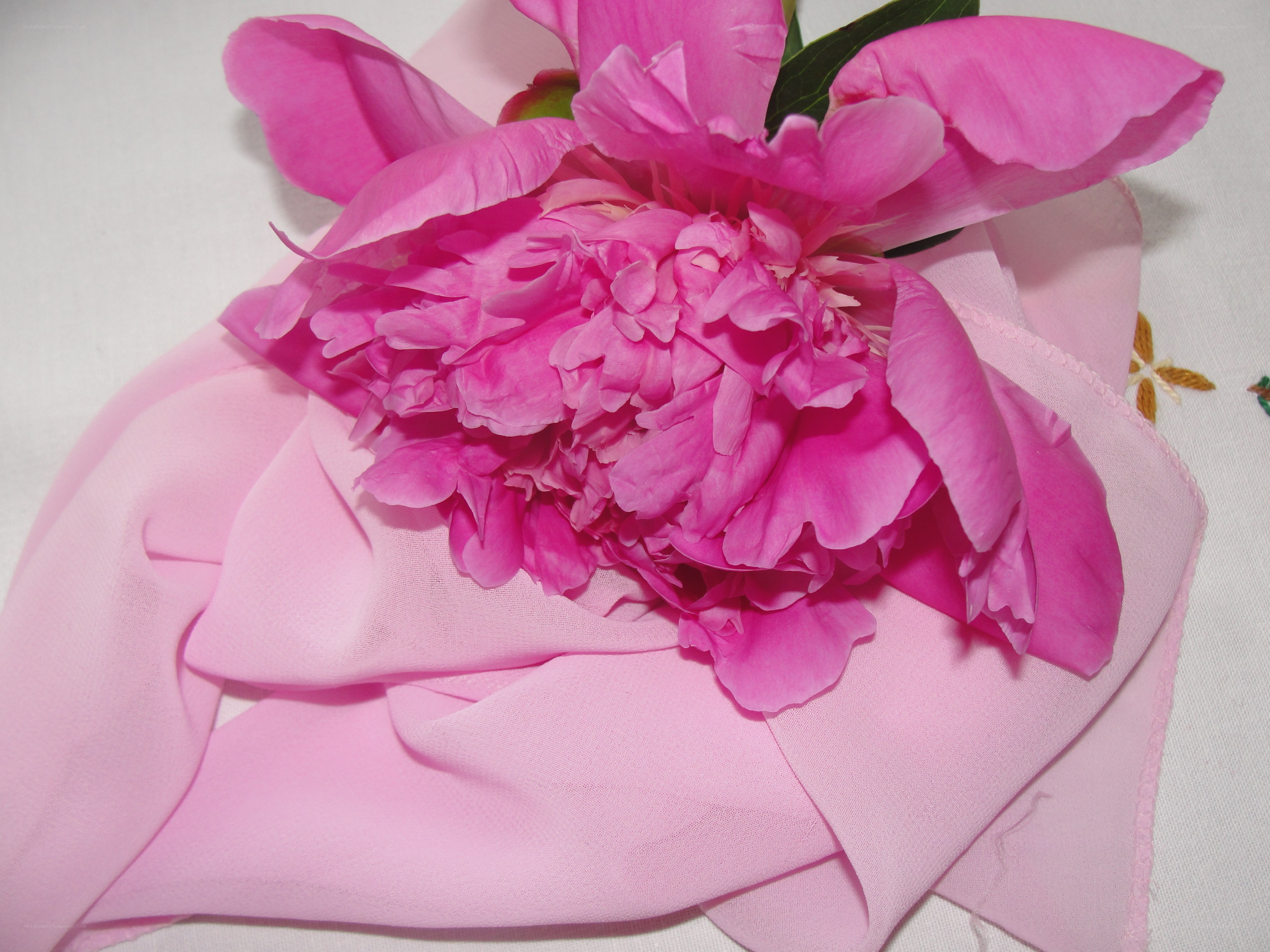 Pink peony on fabric