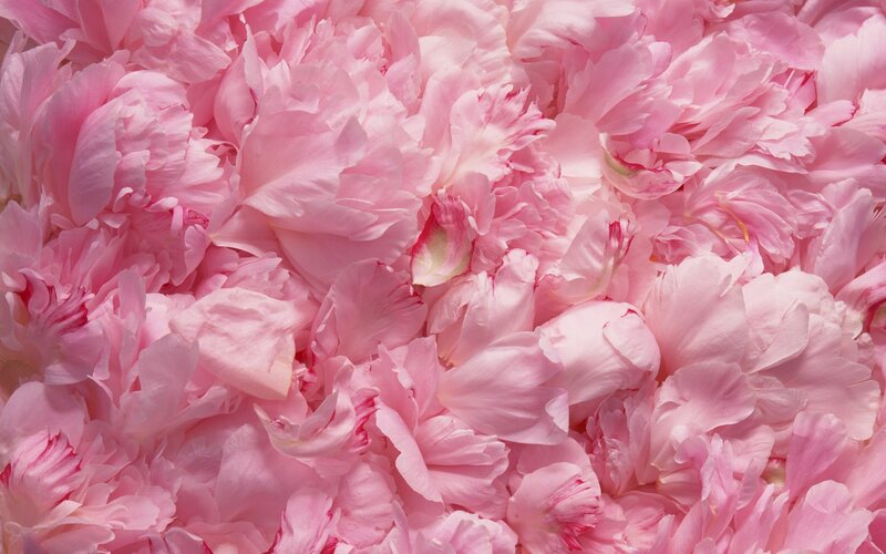 Pink peony petals close-up