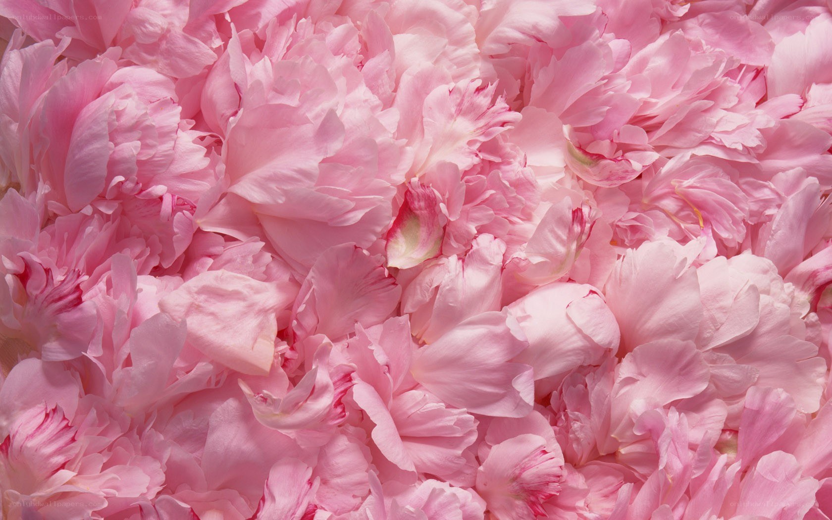 Pink peony petals close-up