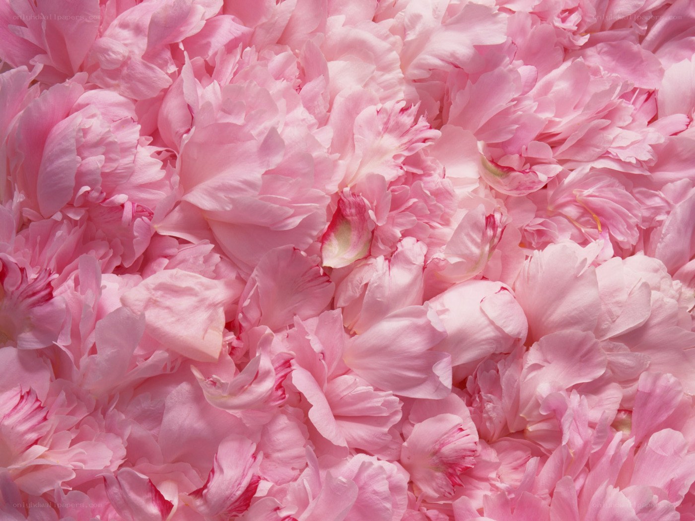 Pink peony petals close-up