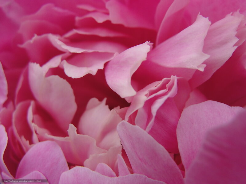 Pink peony petals close-up