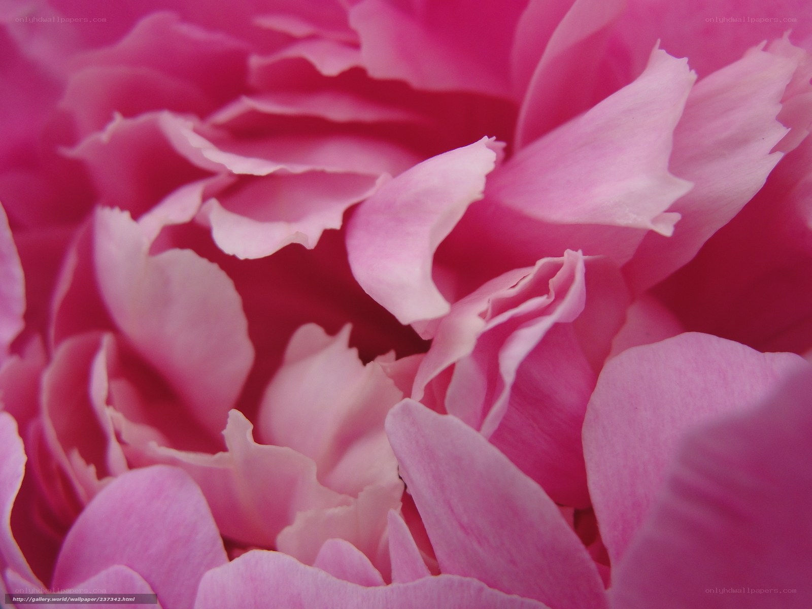 Pink peony petals close-up