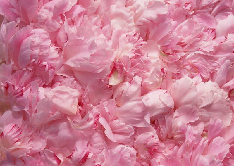 Pink peony petals