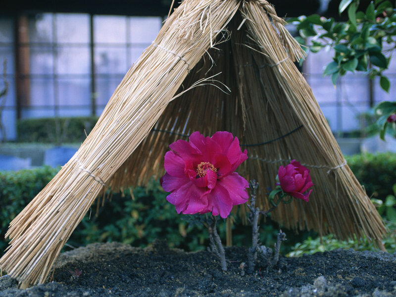 Pink peony under straw shelter