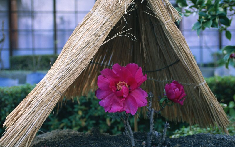 Pink Peony under Thatch