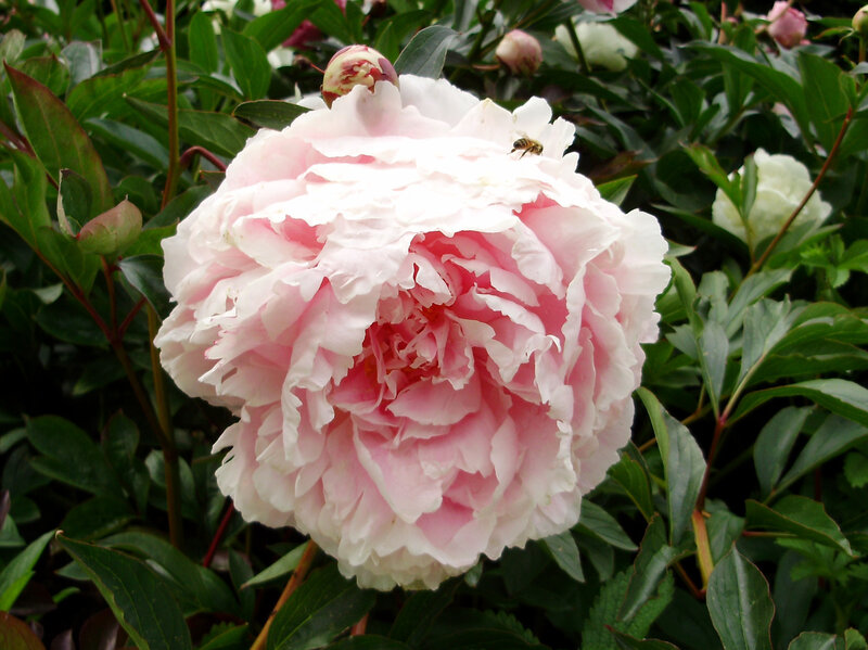 Pink peony with bee