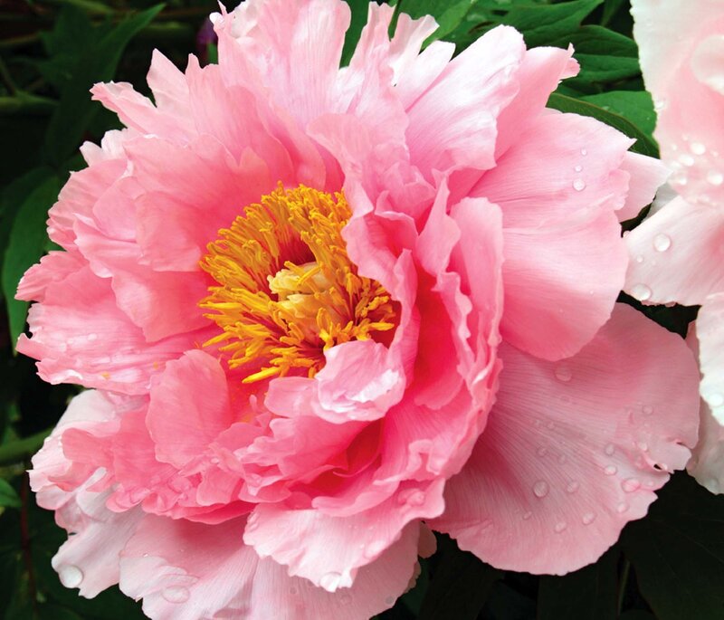 Pink peony with water droplets