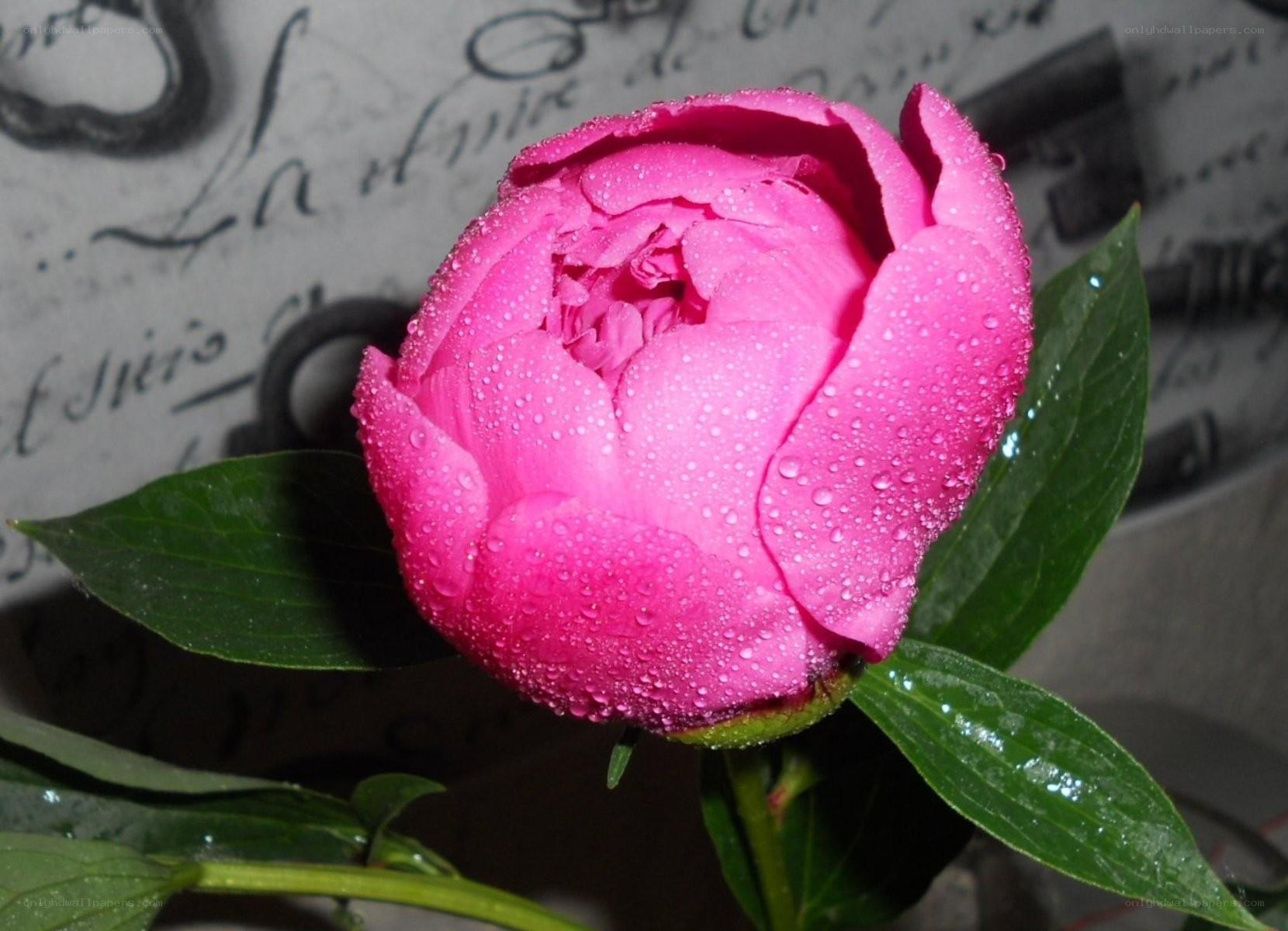 Pink peony with water droplets