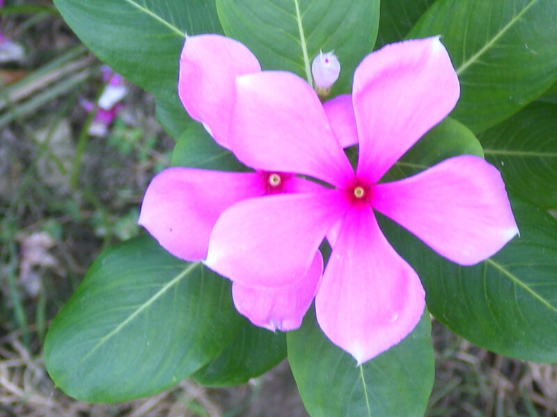 Pink Periwinkle Flower — Calm, Afternoon