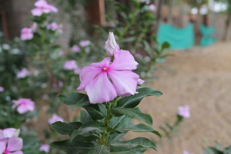 Pink Periwinkle Flower — Calm