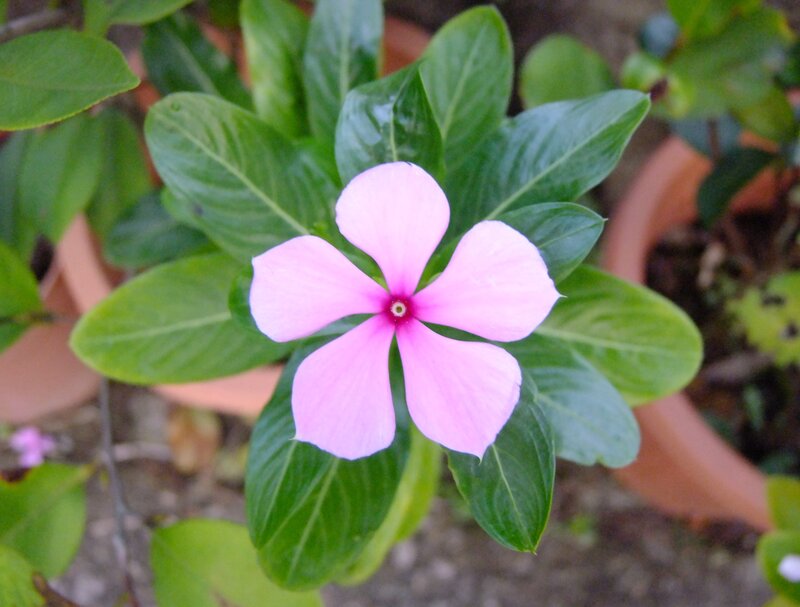 Pink Periwinkle Flower