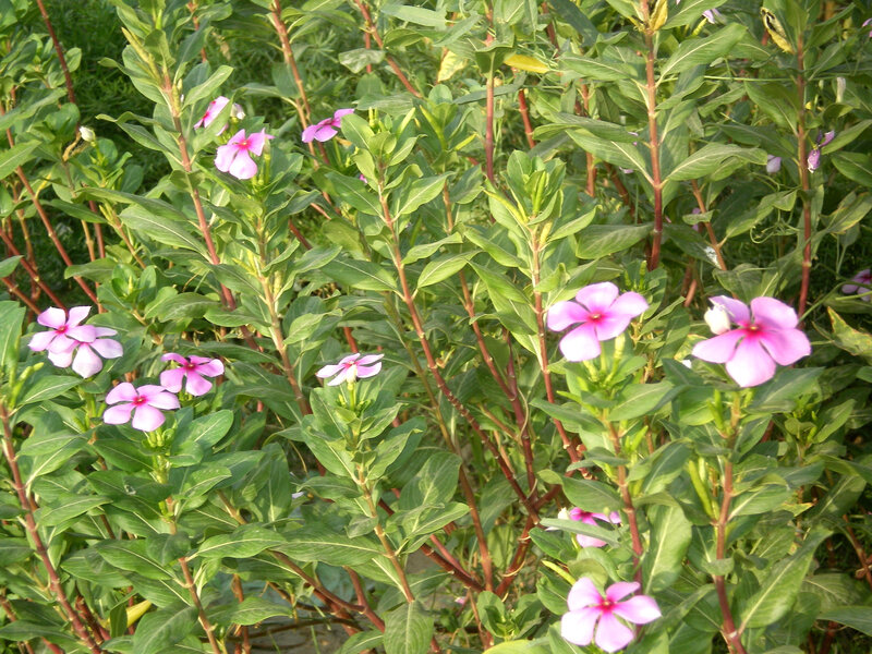 Pink Periwinkle Flowers — Calm, Afternoon, Photograph, Green Leaves