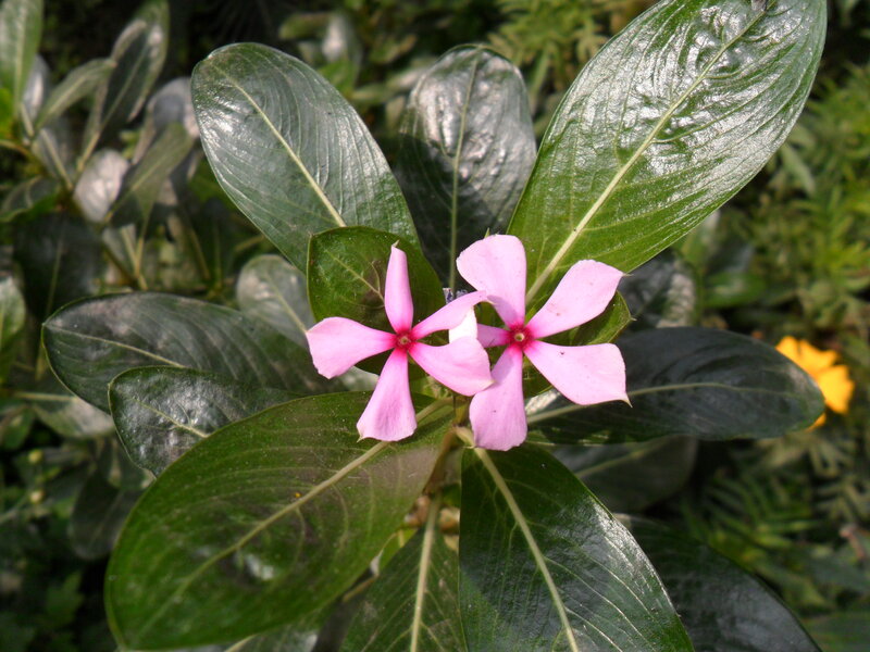 Pink Periwinkle Flowers — Calm, Afternoon