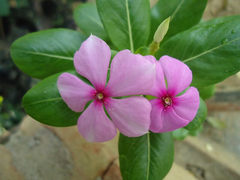 Pink Periwinkle Flowers — Calm, Photograph