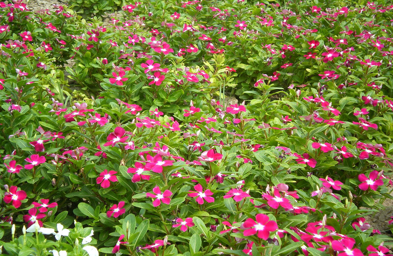 Pink Periwinkle Flowers — Calm, Summer