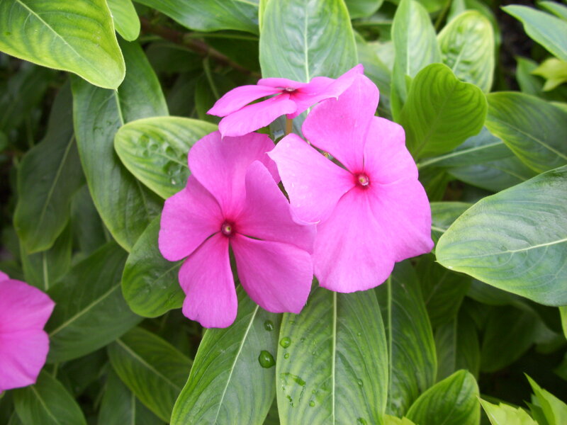 Pink Periwinkle Flowers — Calm