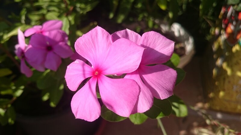 Pink Periwinkle Flowers — Serene, Afternoon