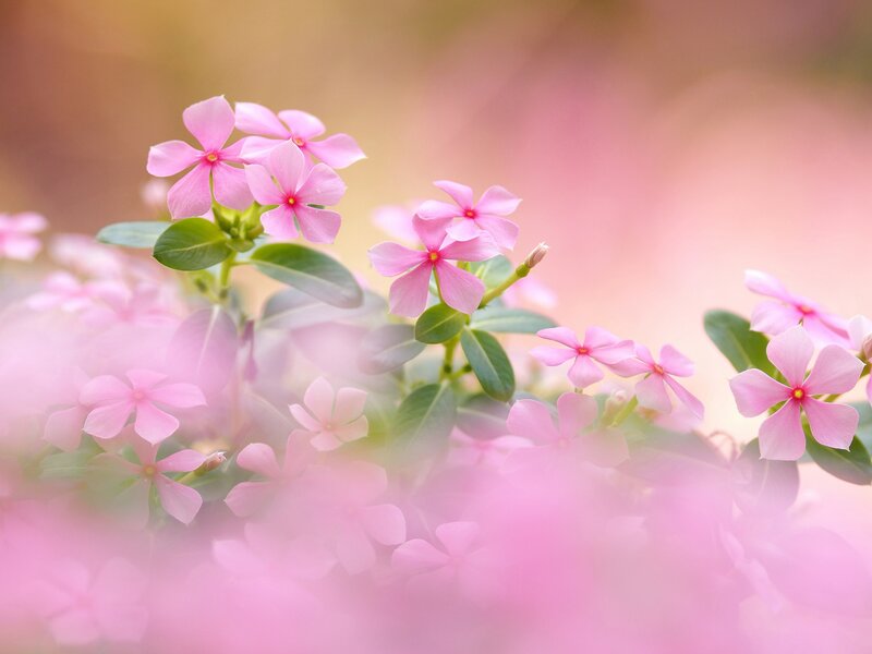 Pink Periwinkle Flowers — Serene, Spring
