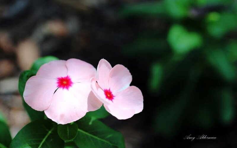 Pink Periwinkle Flowers — Serene