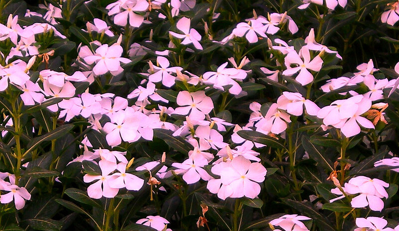 pink periwinkle flowers