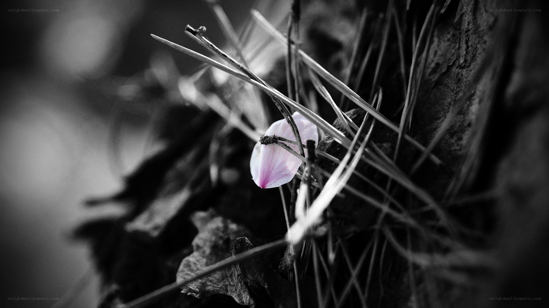 Pink petal in forest debris