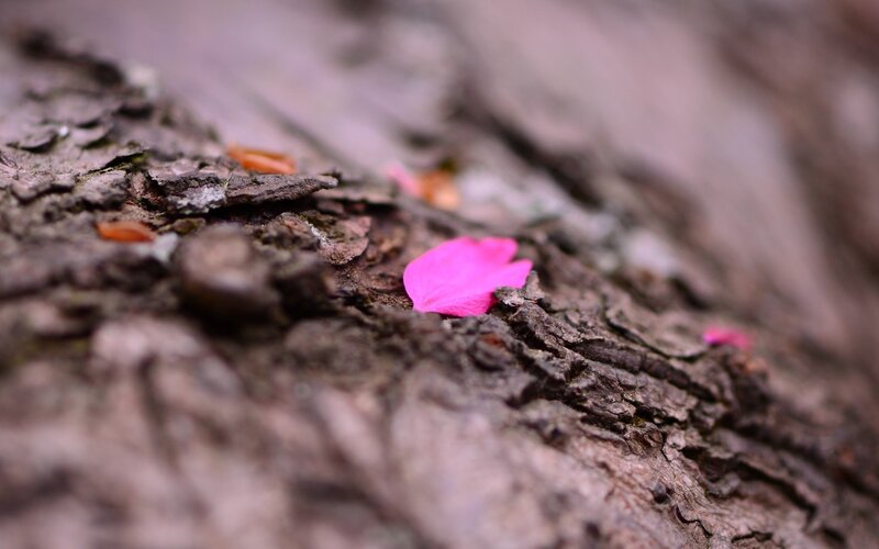 Pink Petal on Bark