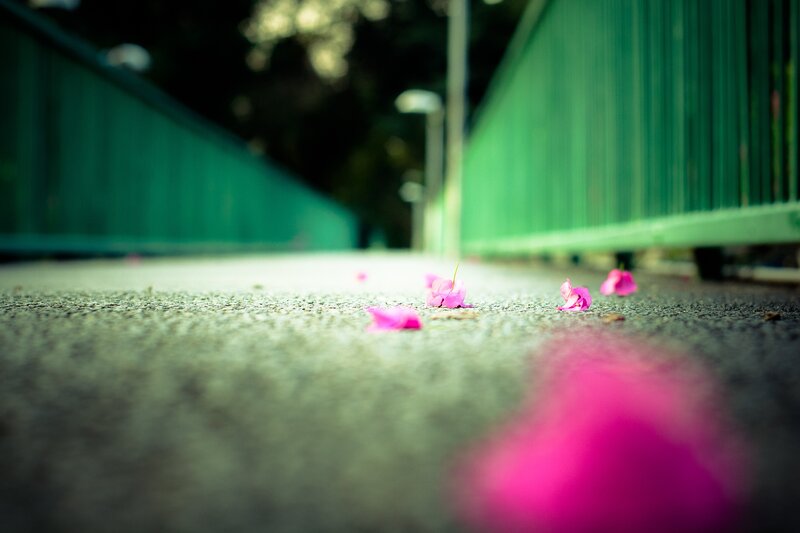 pink petals on a path