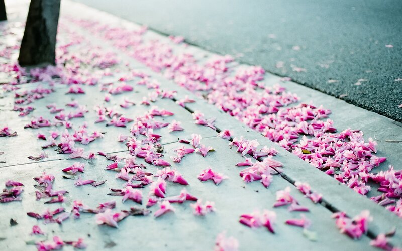 Pink petals on a sidewalk