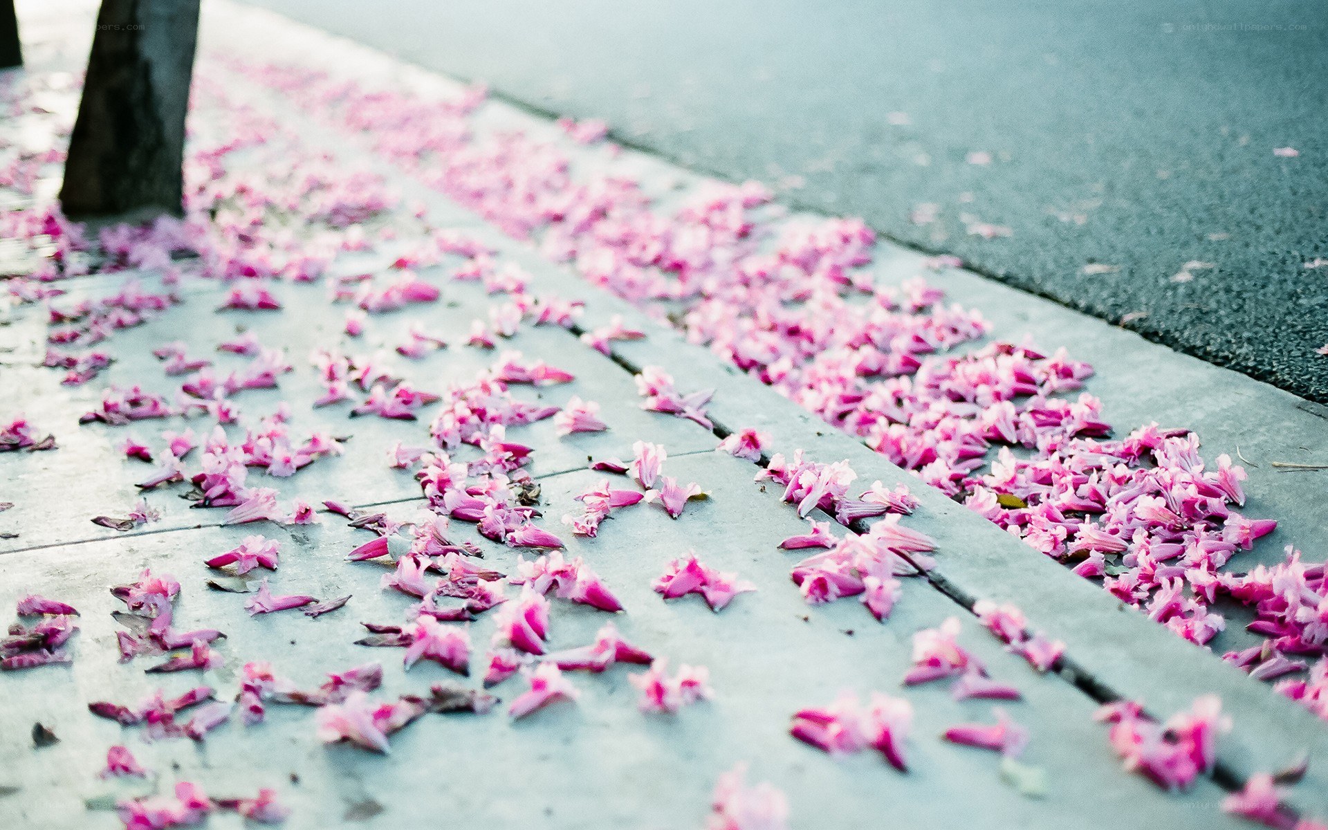 Pink petals on a sidewalk