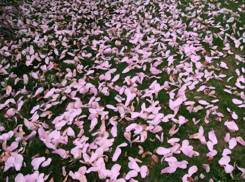 Pink Petals on Grass