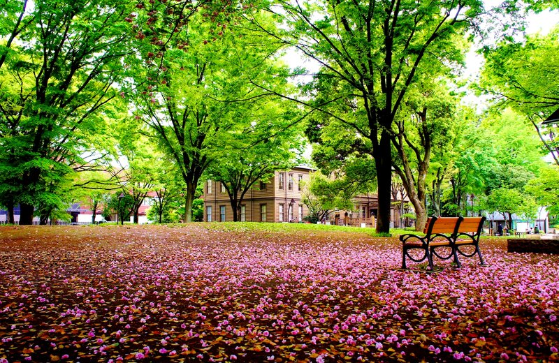 Pink Petals on Ground — Green