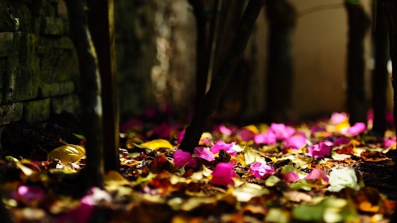 Pink Petals on Ground