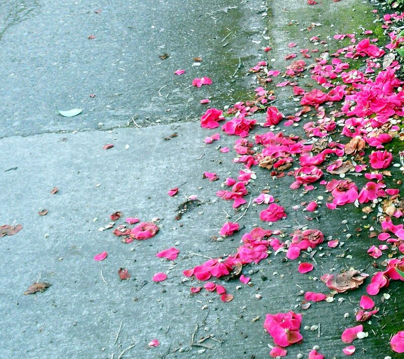pink petals on pavement