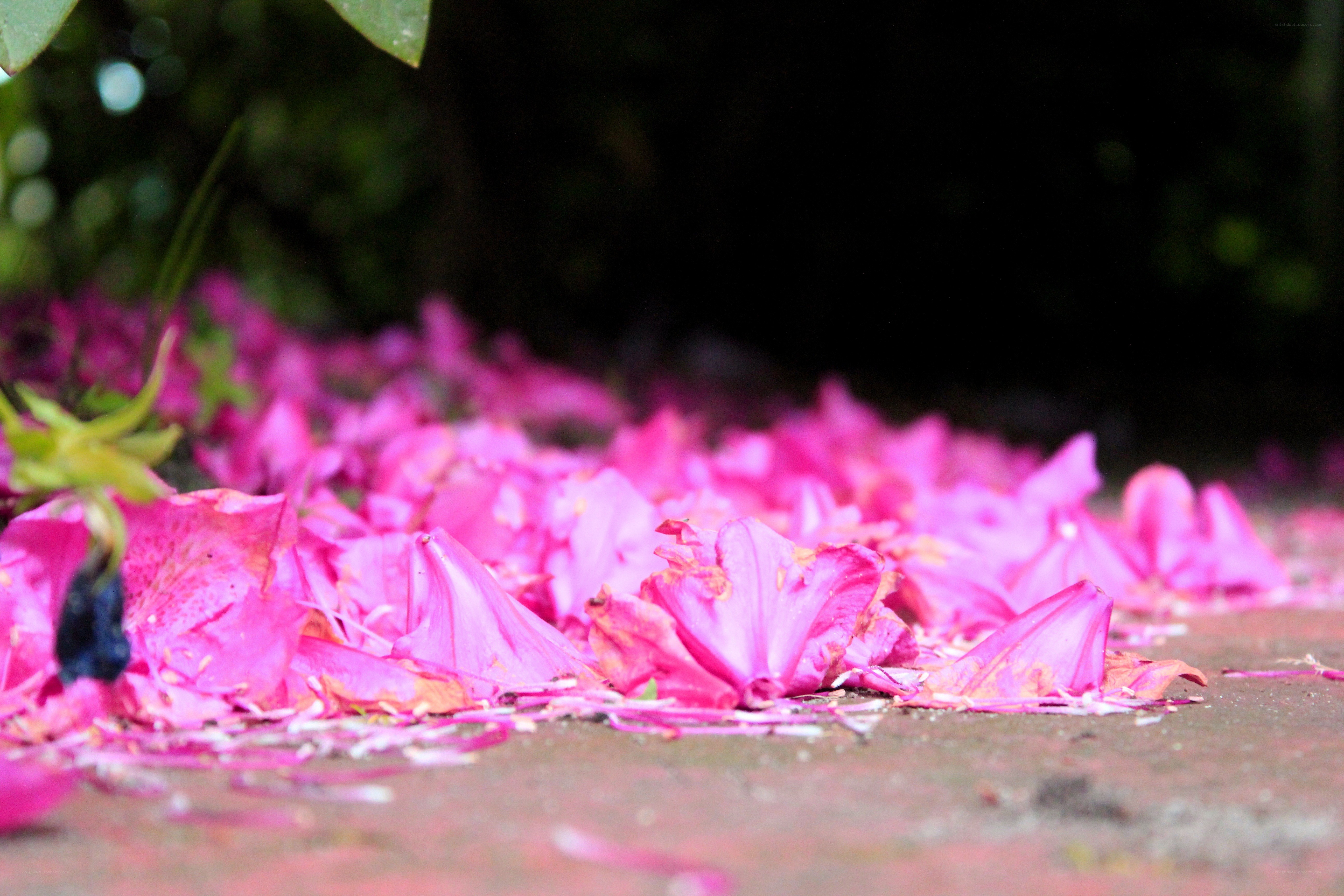 pink petals on the ground