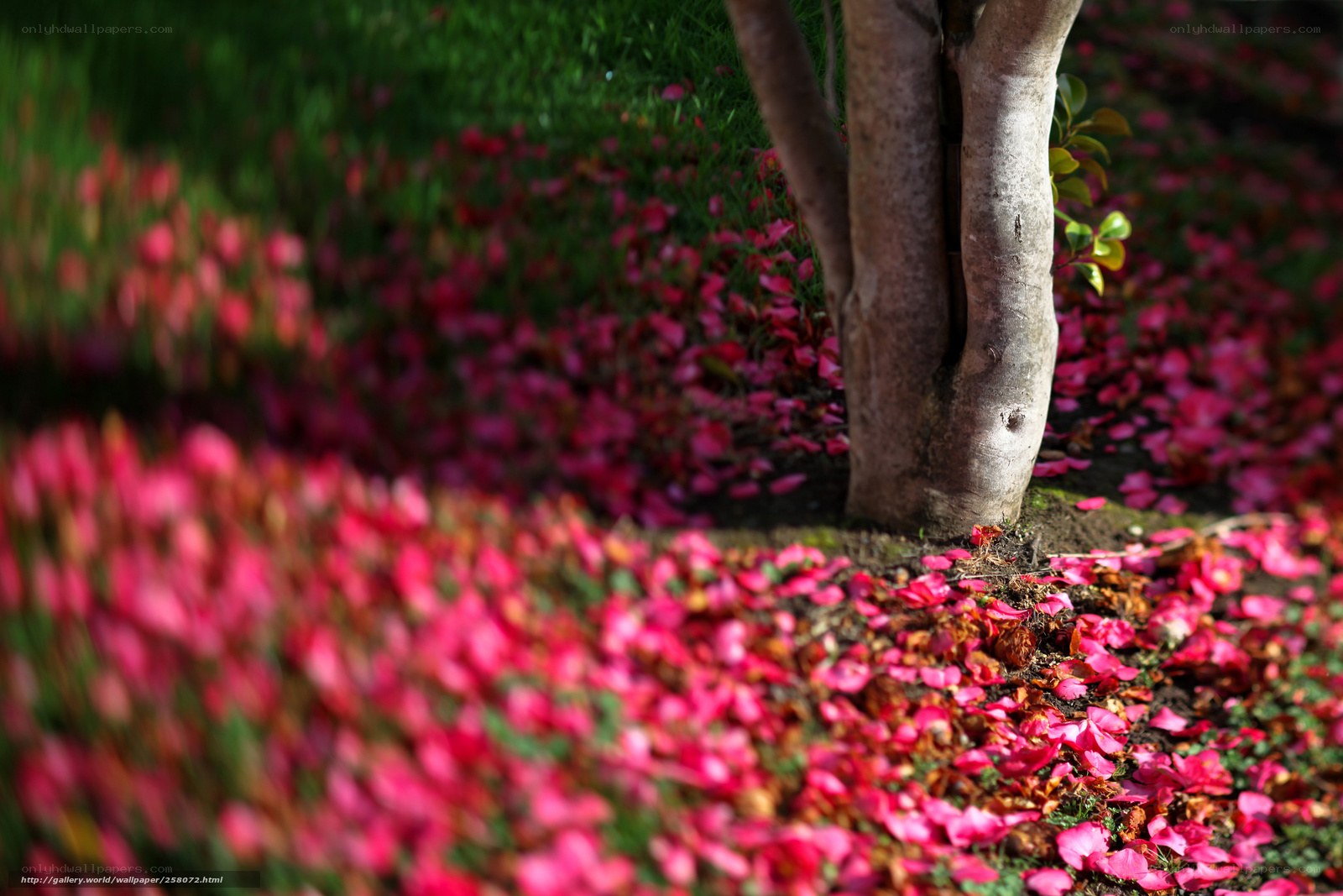Pink petals on the ground