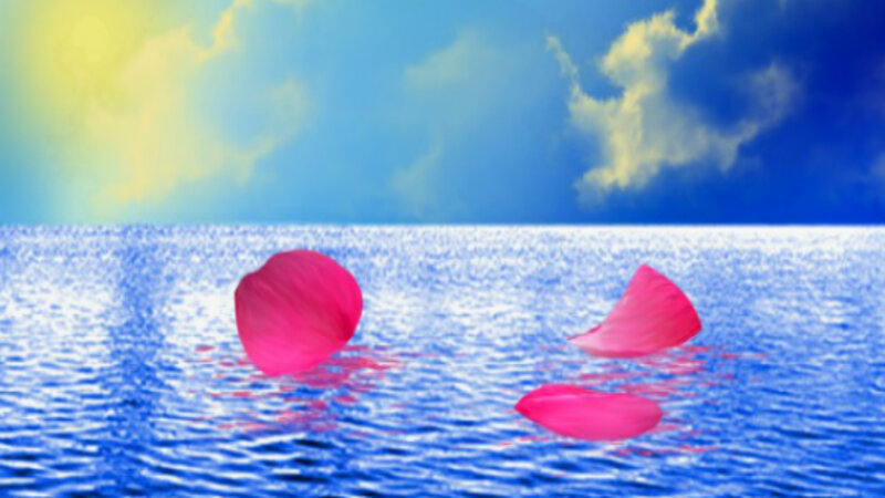 Pink Petals on Water