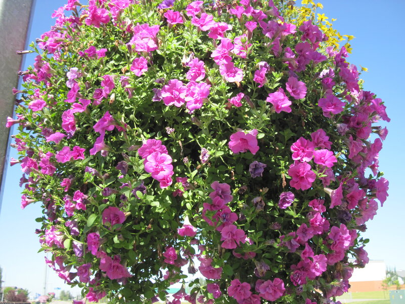 Pink Petunia Basket
