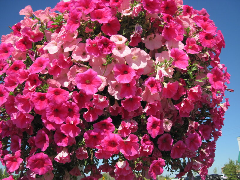 Pink Petunia Bouquet