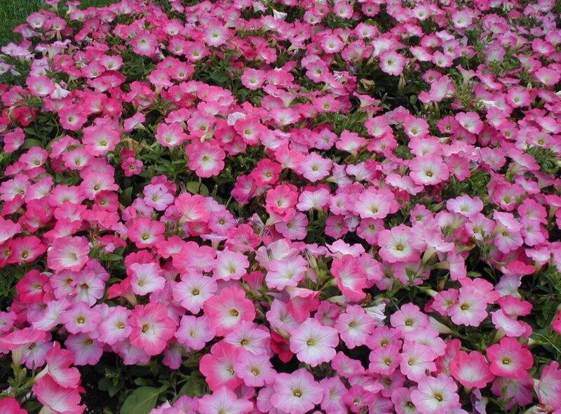 Pink petunia flower bed