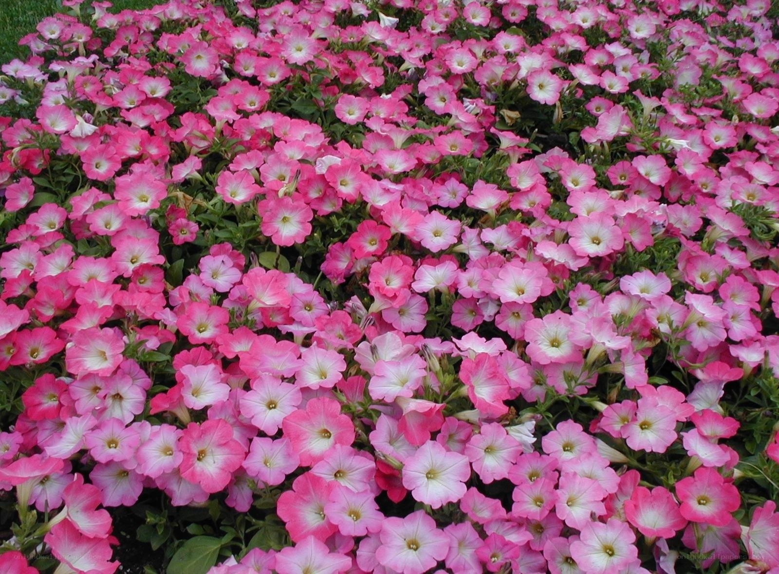 Pink petunia flower bed