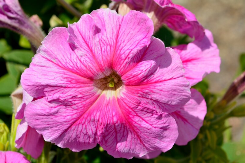 Pink Petunia Flower — Calm, Afternoon, Photograph, Petals