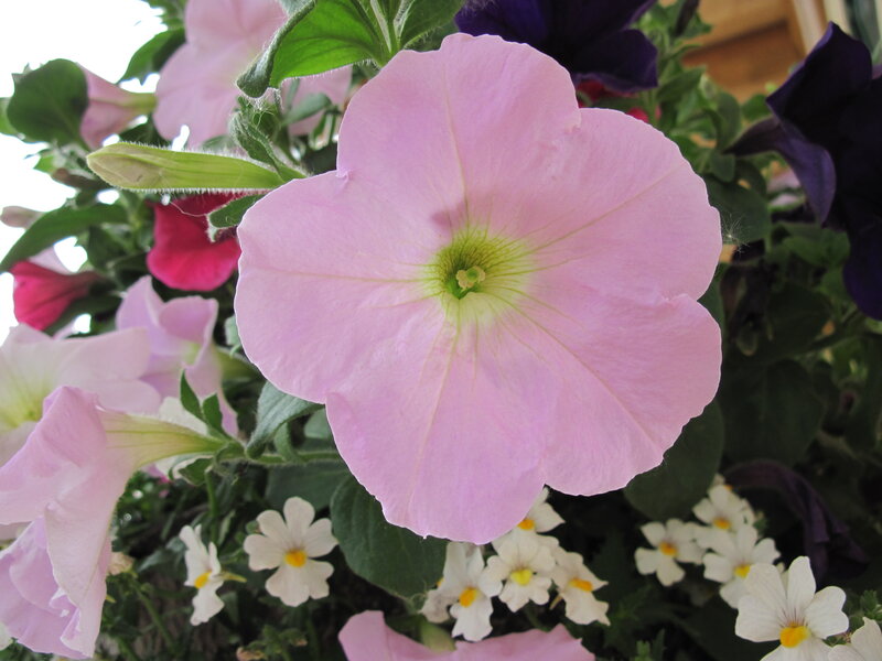 Pink Petunia Flower — Calm, Afternoon
