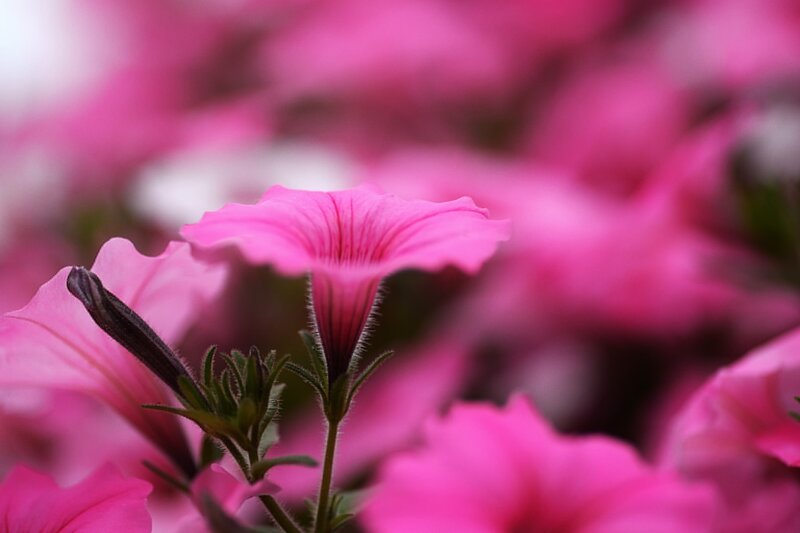 Pink Petunia Flower — Calm, Photograph, Bud
