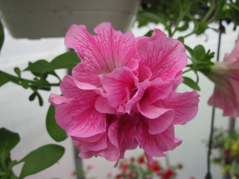 Pink Petunia Flower — Calm, Photograph, Green Leaves