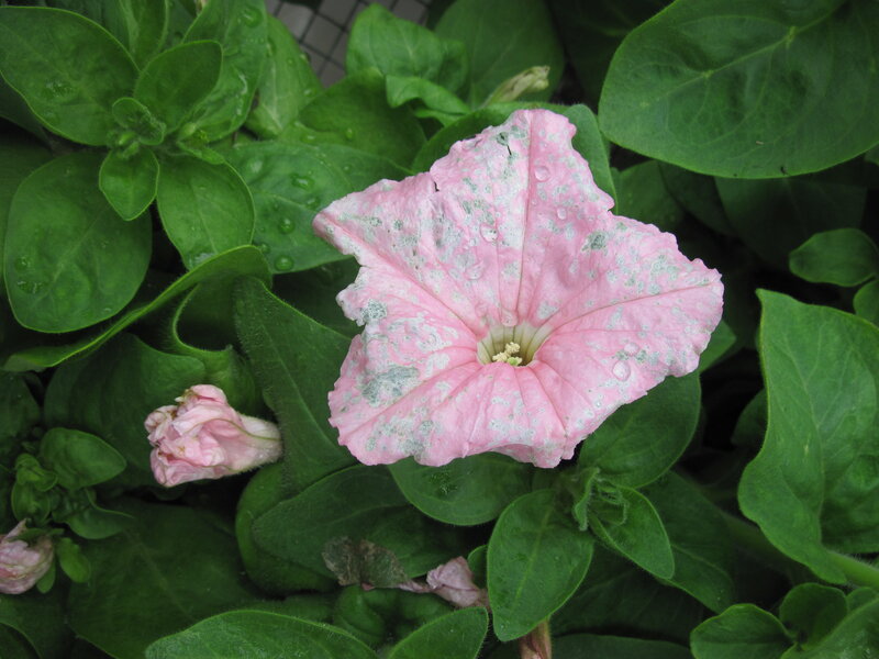 Pink Petunia Flower — Calm, Photograph