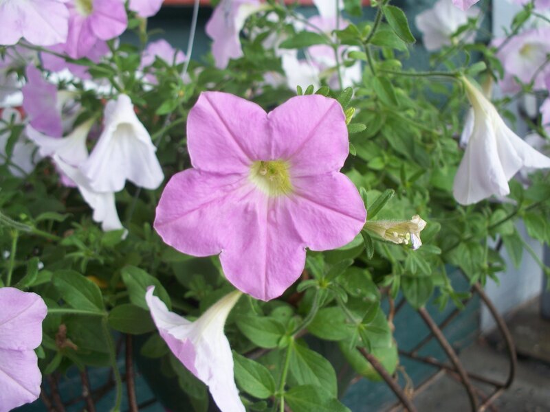 Pink Petunia Flower — Calm